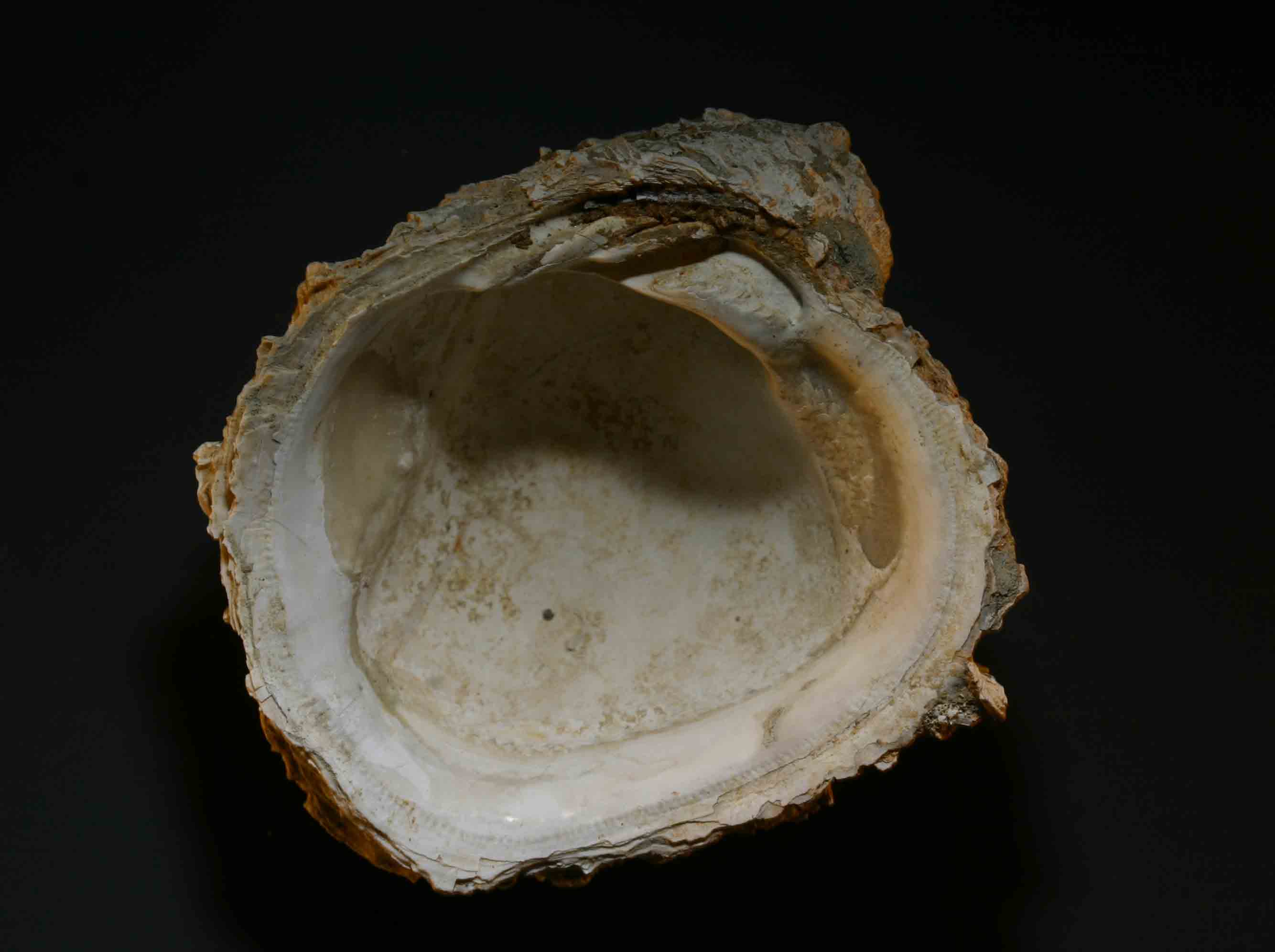 Chama gryphoides (Linn, 1758)